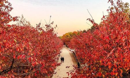 ตามหาใบไม้เปลี่ยนสี ที่ Seoul Forest สวนป่าใจกลางกรุงโซล